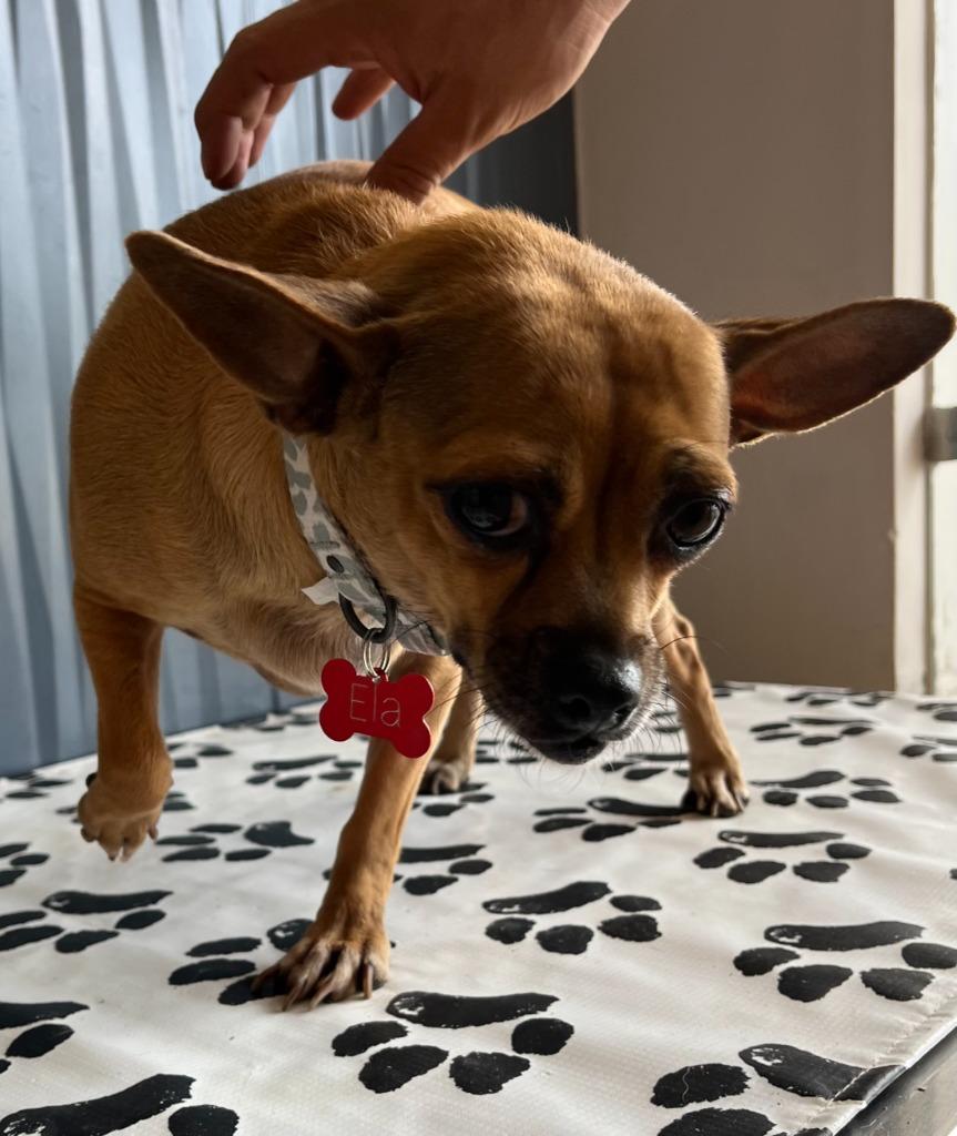 Enlarge Ela, a Adoptable mixed breed in Corral del Risco, NAY image 4/4