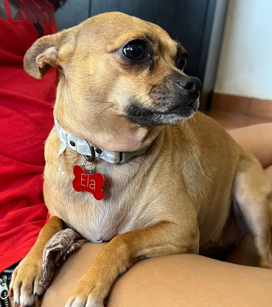 Enlarge Ela, a Adoptable mixed breed in Corral del Risco, NAY image 2/4