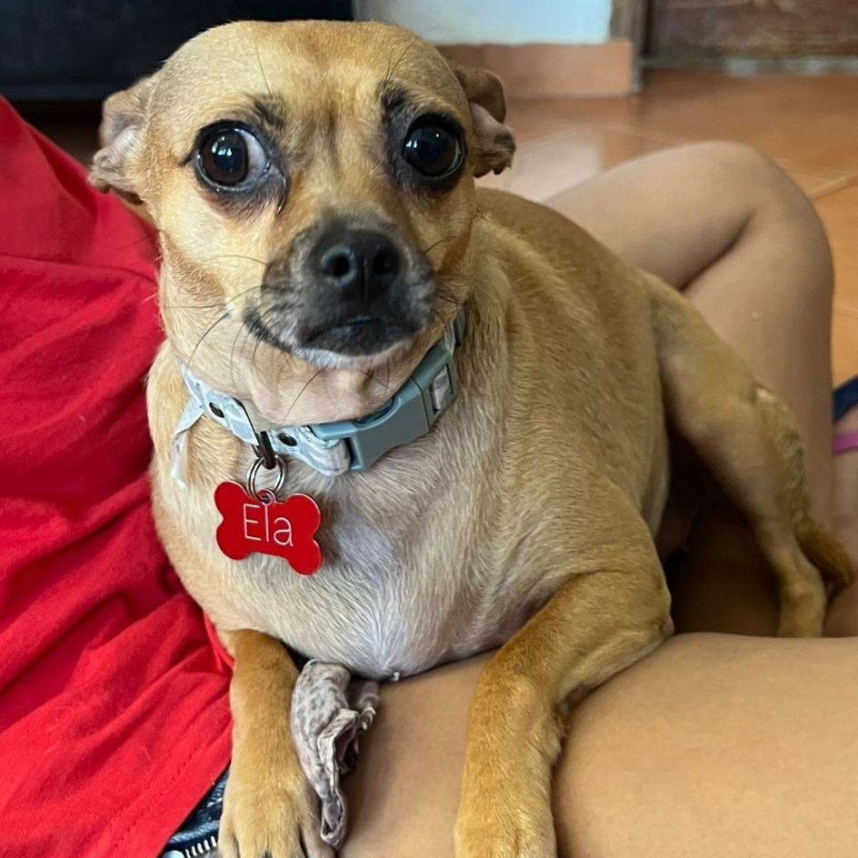 Ela, Adoptable, Adult Female Pug & Chihuahua.