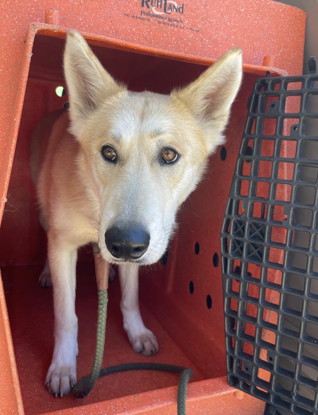 SURI (A perfect girl!)