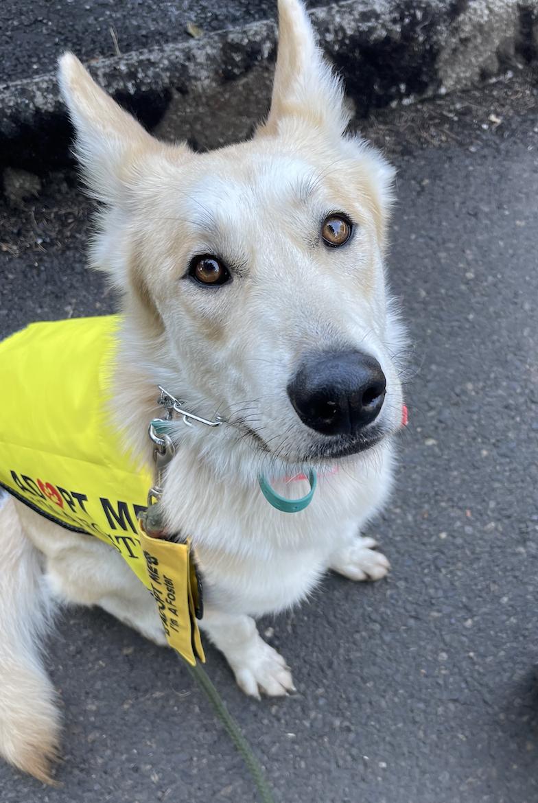 SURI (A perfect girl!)