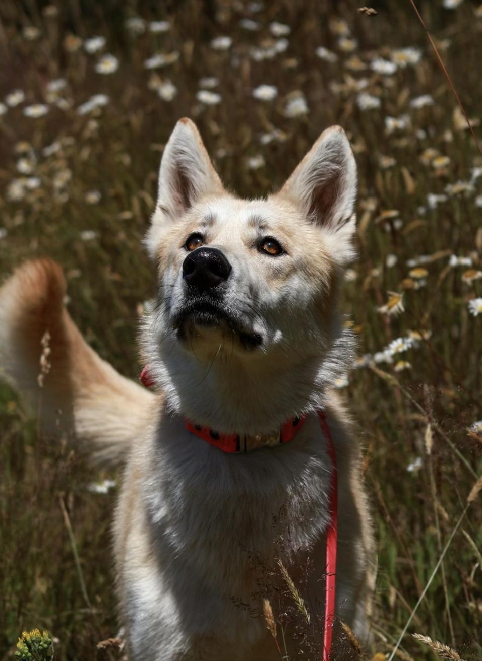 SURI (A perfect girl!)