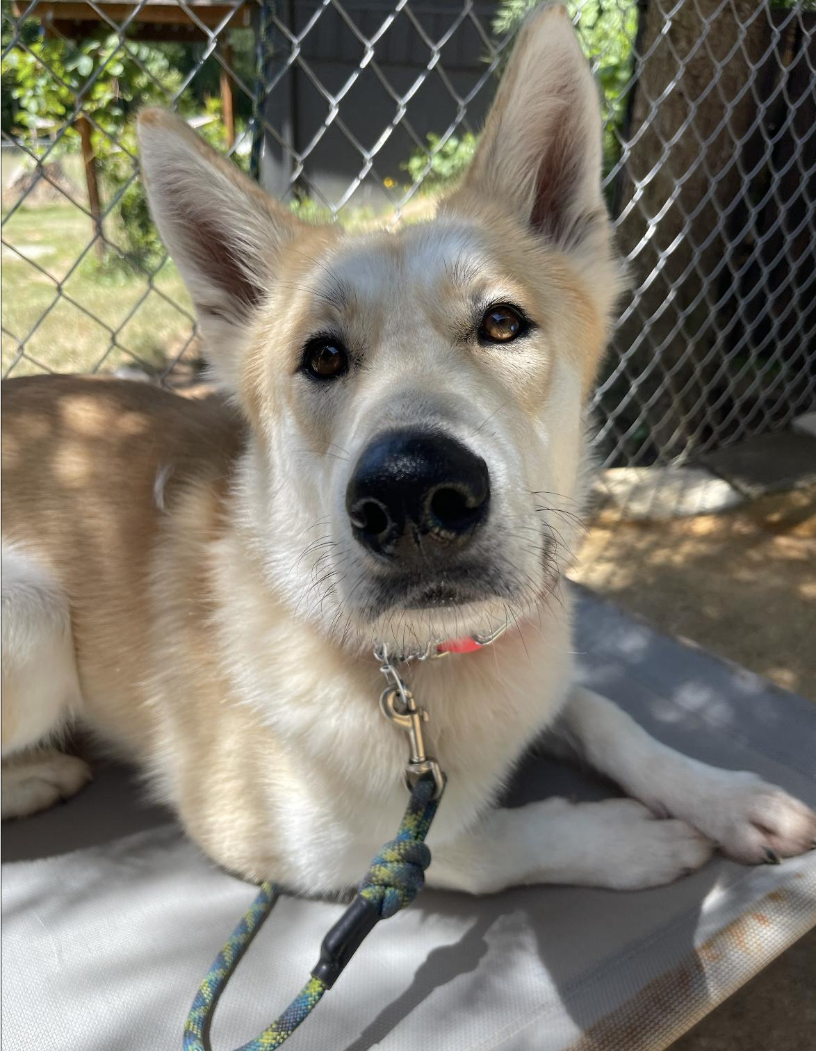 SURI (A perfect girl!)