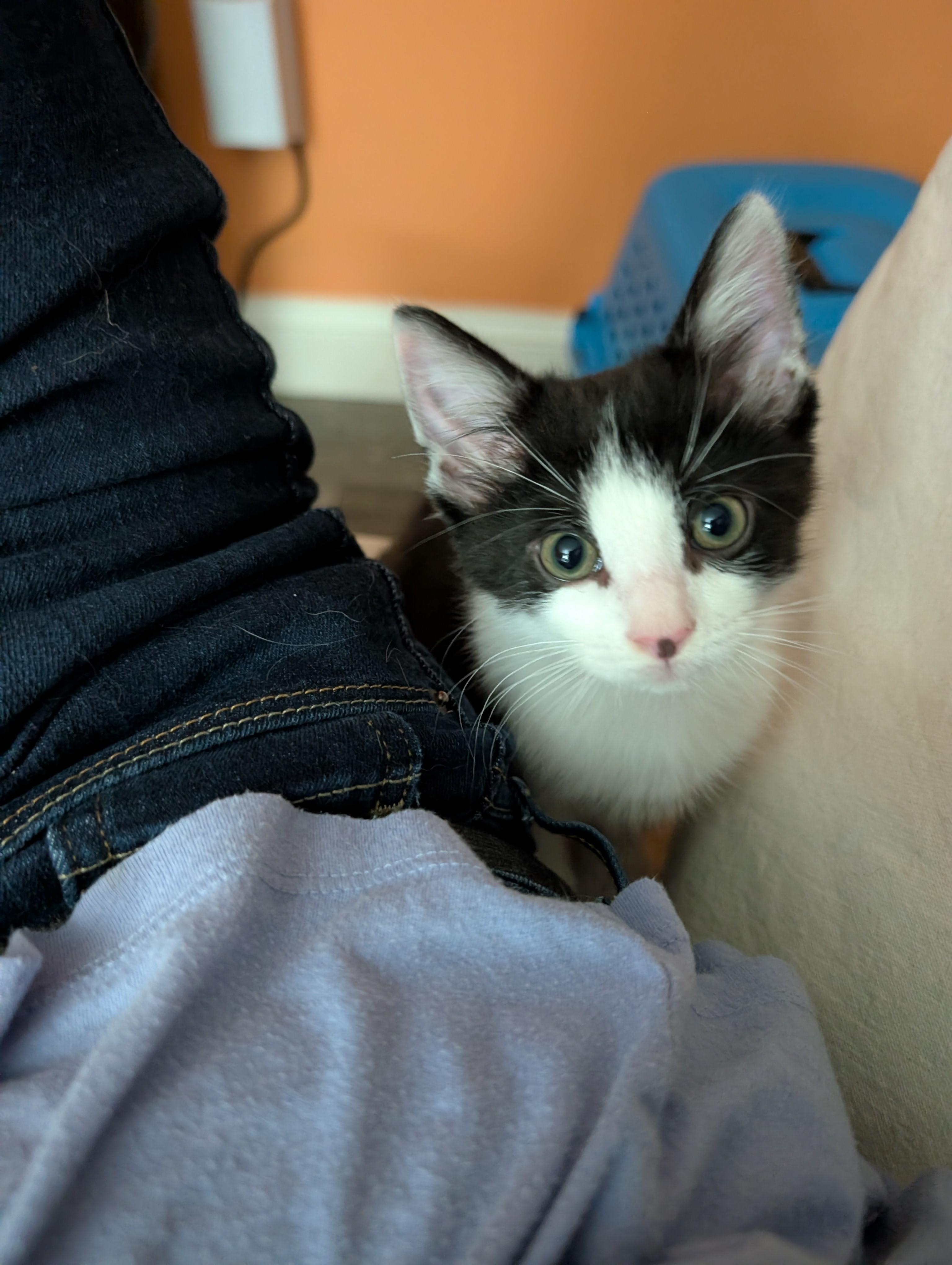 Enlarge PeeWee-Playful PurrMachine, a Adoptable Domestic Short Hair in Laurel, MD image 5/6