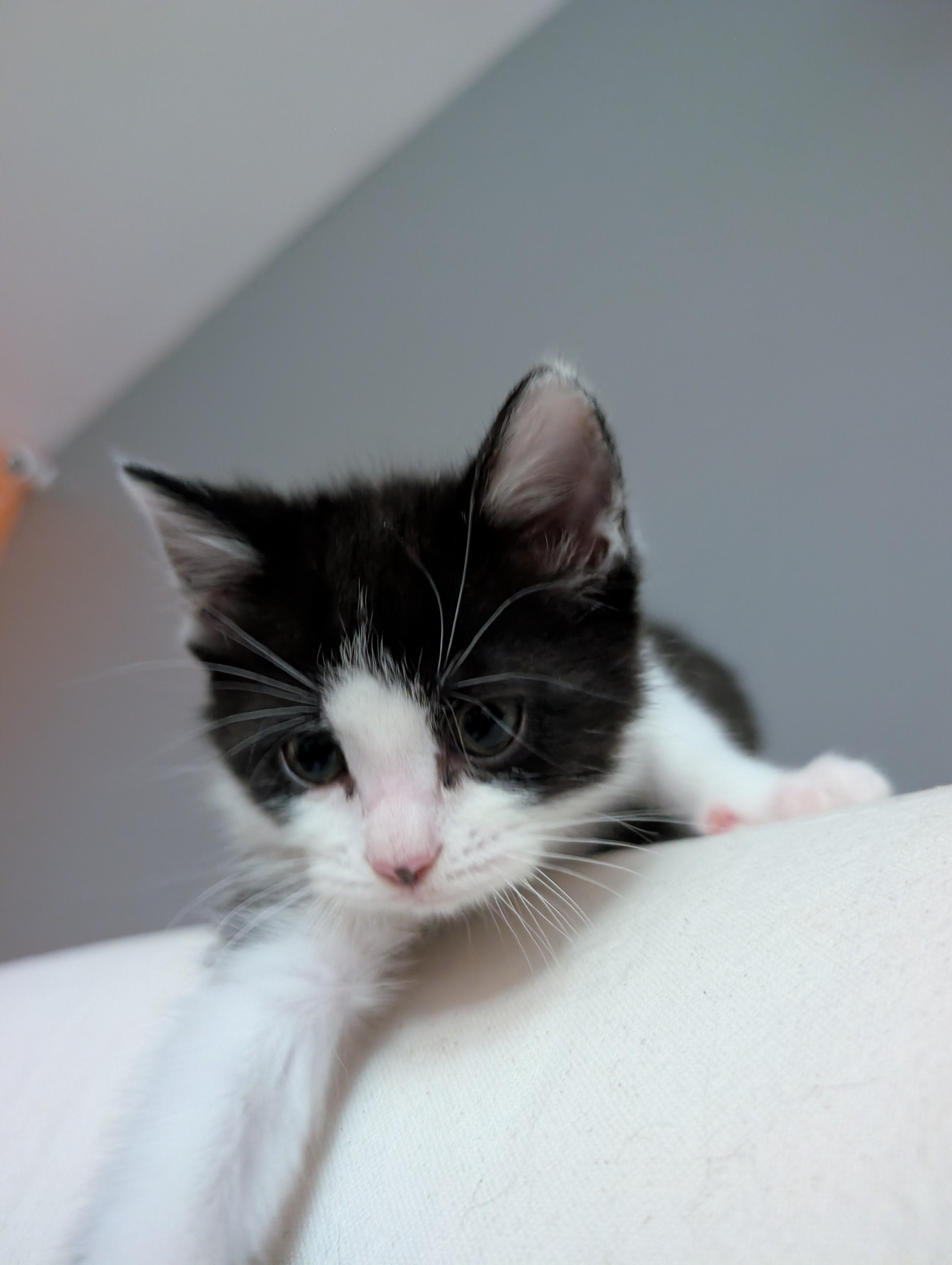 Enlarge PeeWee-Playful PurrMachine, a Adoptable Domestic Short Hair in Laurel, MD image 6/6