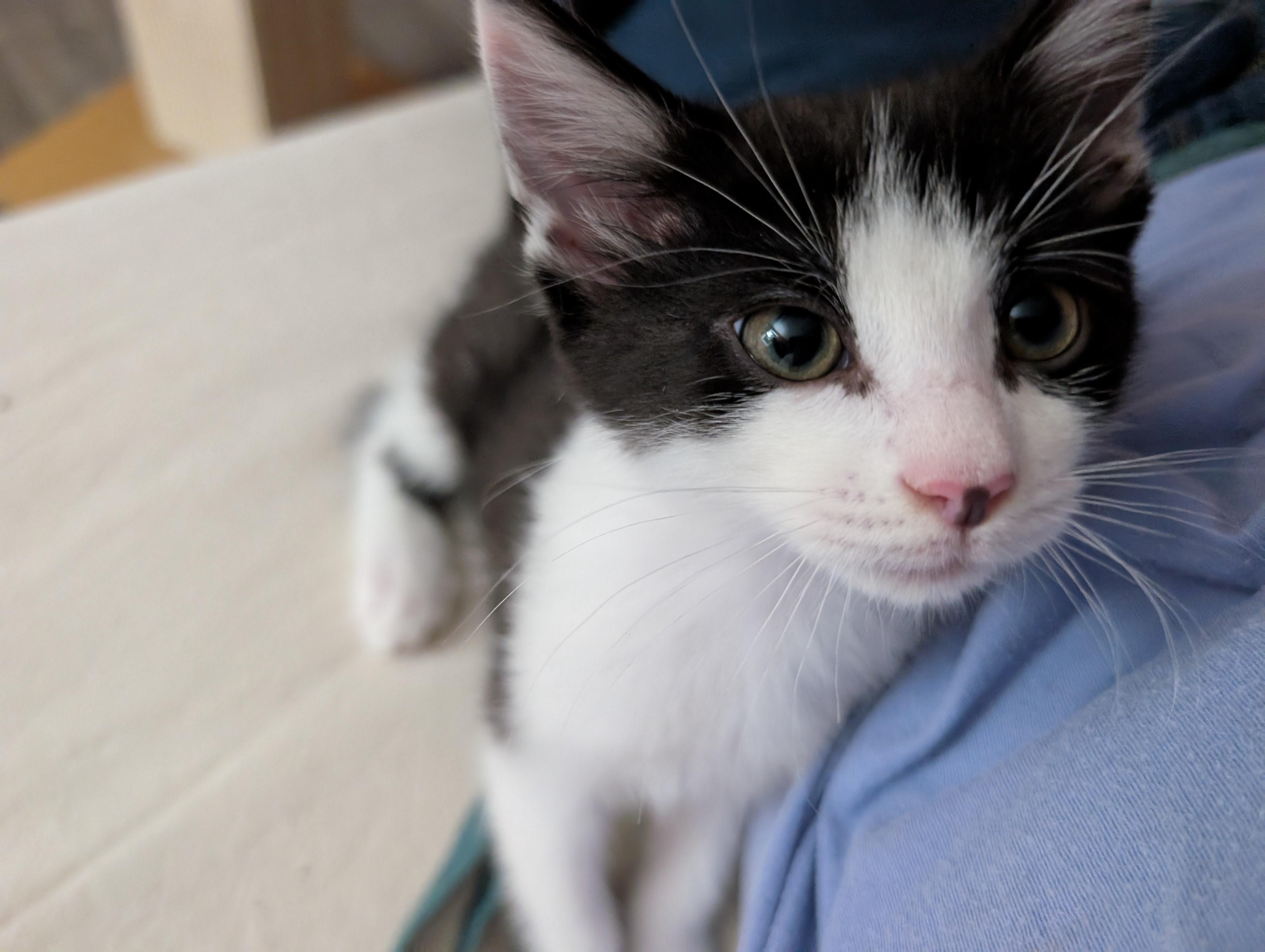 Enlarge PeeWee-Playful PurrMachine, a Adoptable Domestic Short Hair in Laurel, MD image 2/6