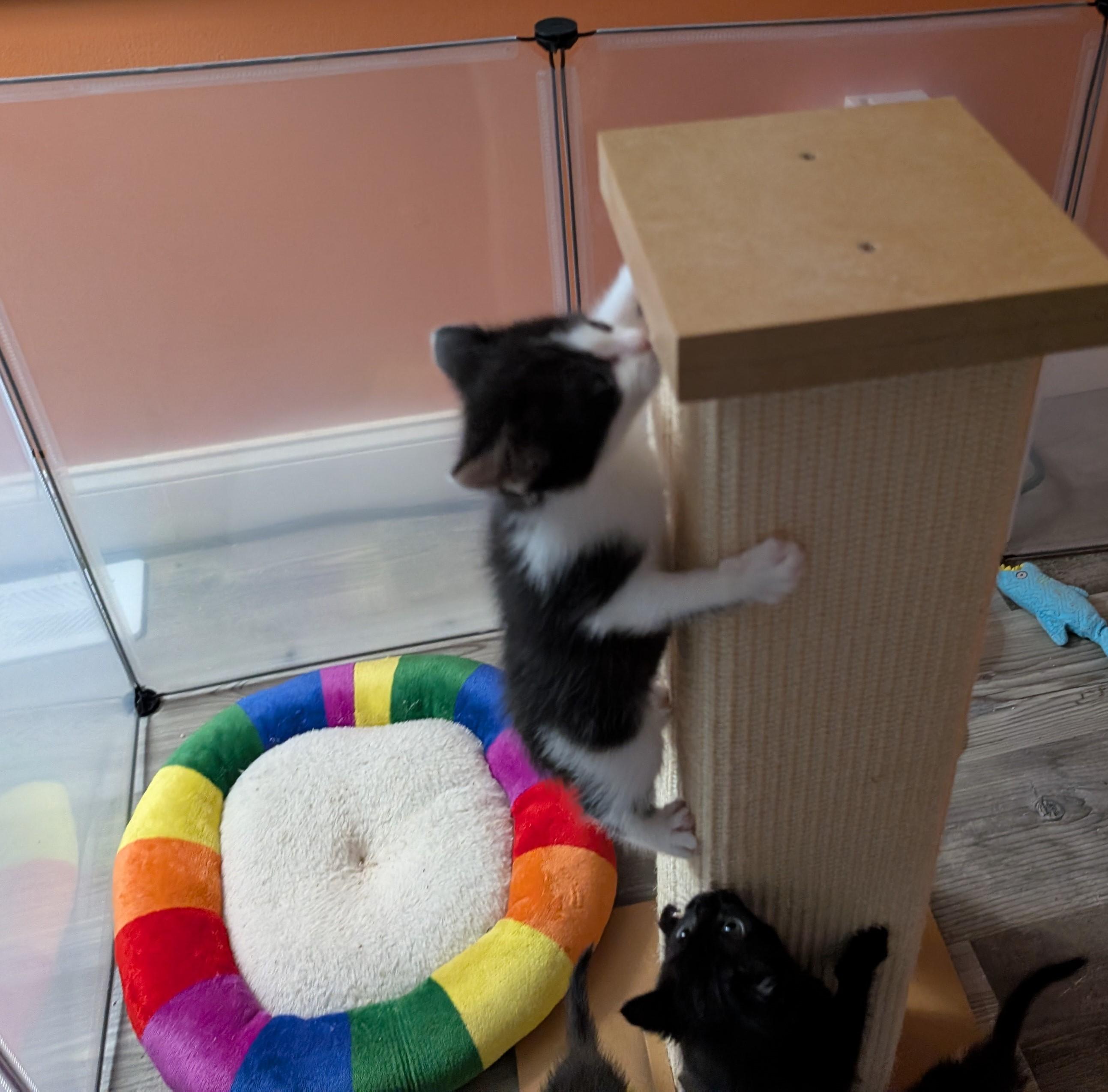 Enlarge PeeWee-Playful PurrMachine, a Adoptable Domestic Short Hair in Laurel, MD image 4/6