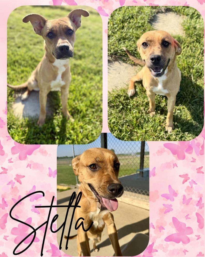 Stella, Adoptable, Puppy Female Hound.