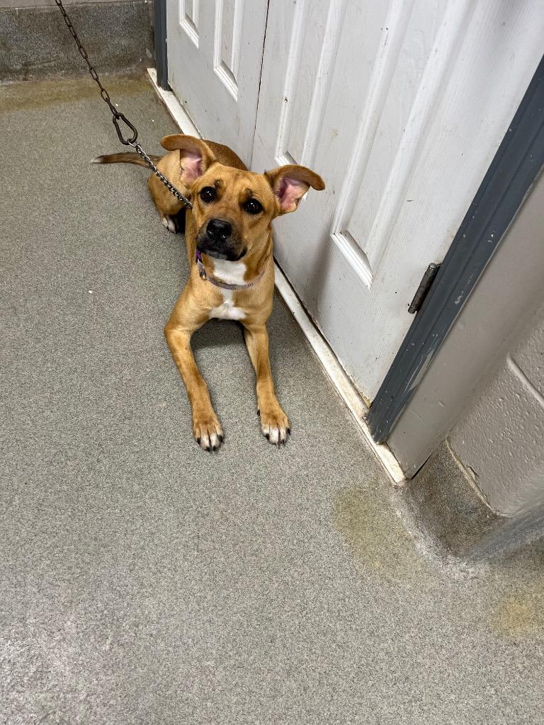 Enlarge Stella, a Adoptable Hound in Hopkinsville, KY image 2/3