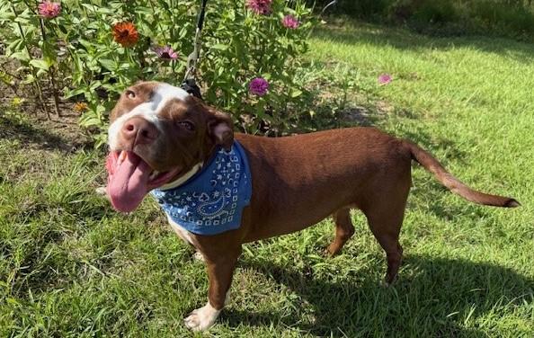 Enlarge Dunston (cat/dog friendly), a Adoptable mixed breed in Allentown, PA image 6/6