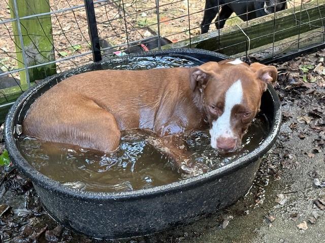 Enlarge Dunston (cat/dog friendly), a Adoptable mixed breed in Allentown, PA image 5/6