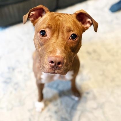 Frannie - sweet little lovergirl!, adoptable, Adult Female Mixed Breed.