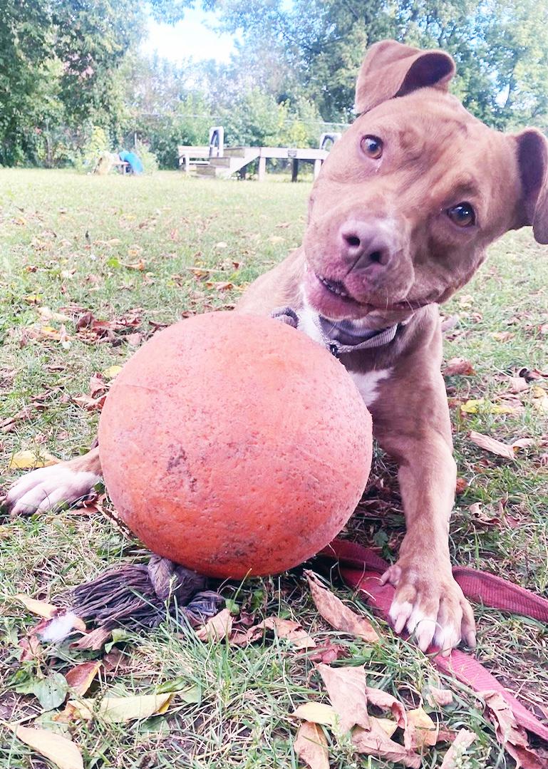 Frannie - sweet little lovergirl!, an adoptable mixed breed in Oshkosh, WI image 2/6