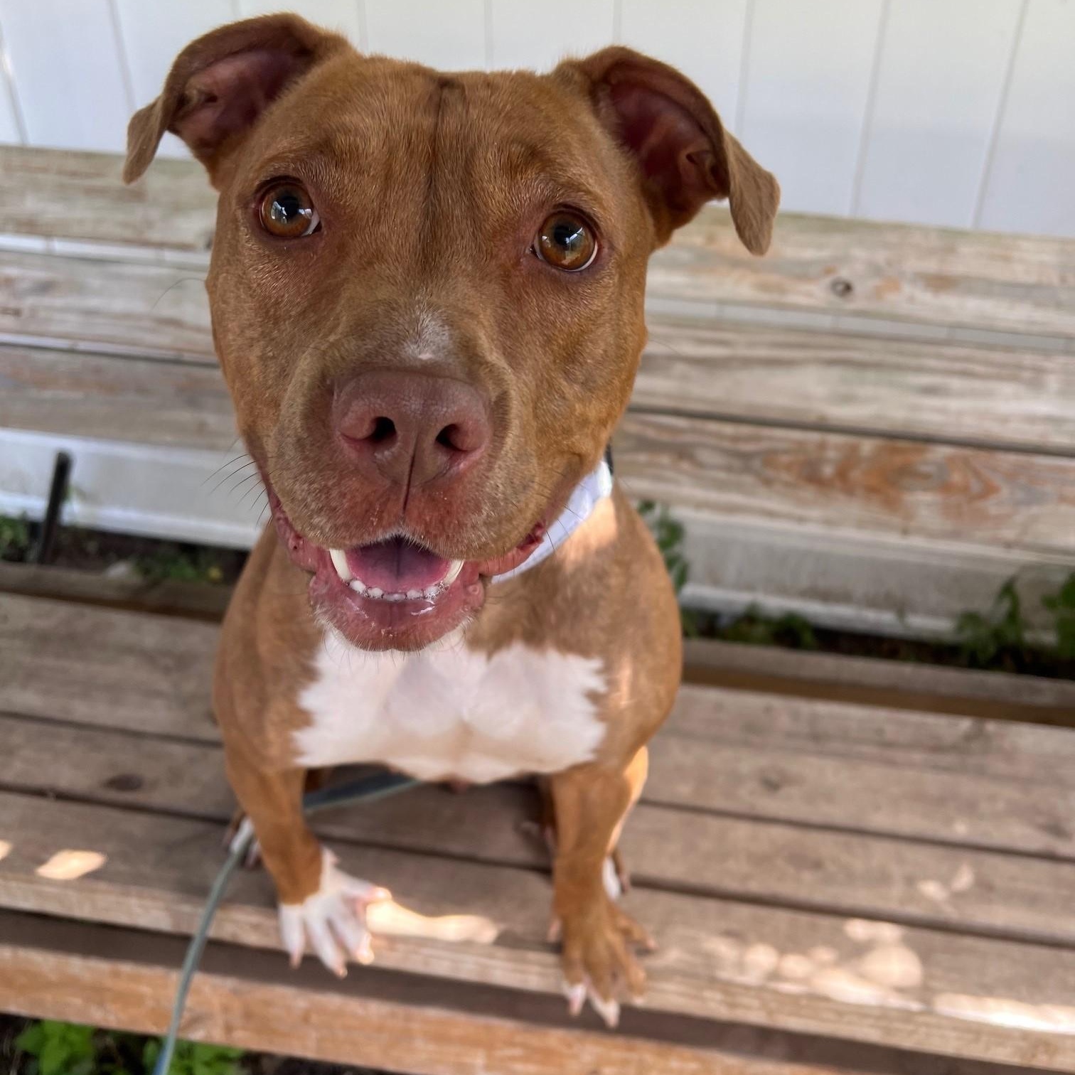 Frannie - sweet little lovergirl!, Adoptable, Adult Female Mixed Breed.