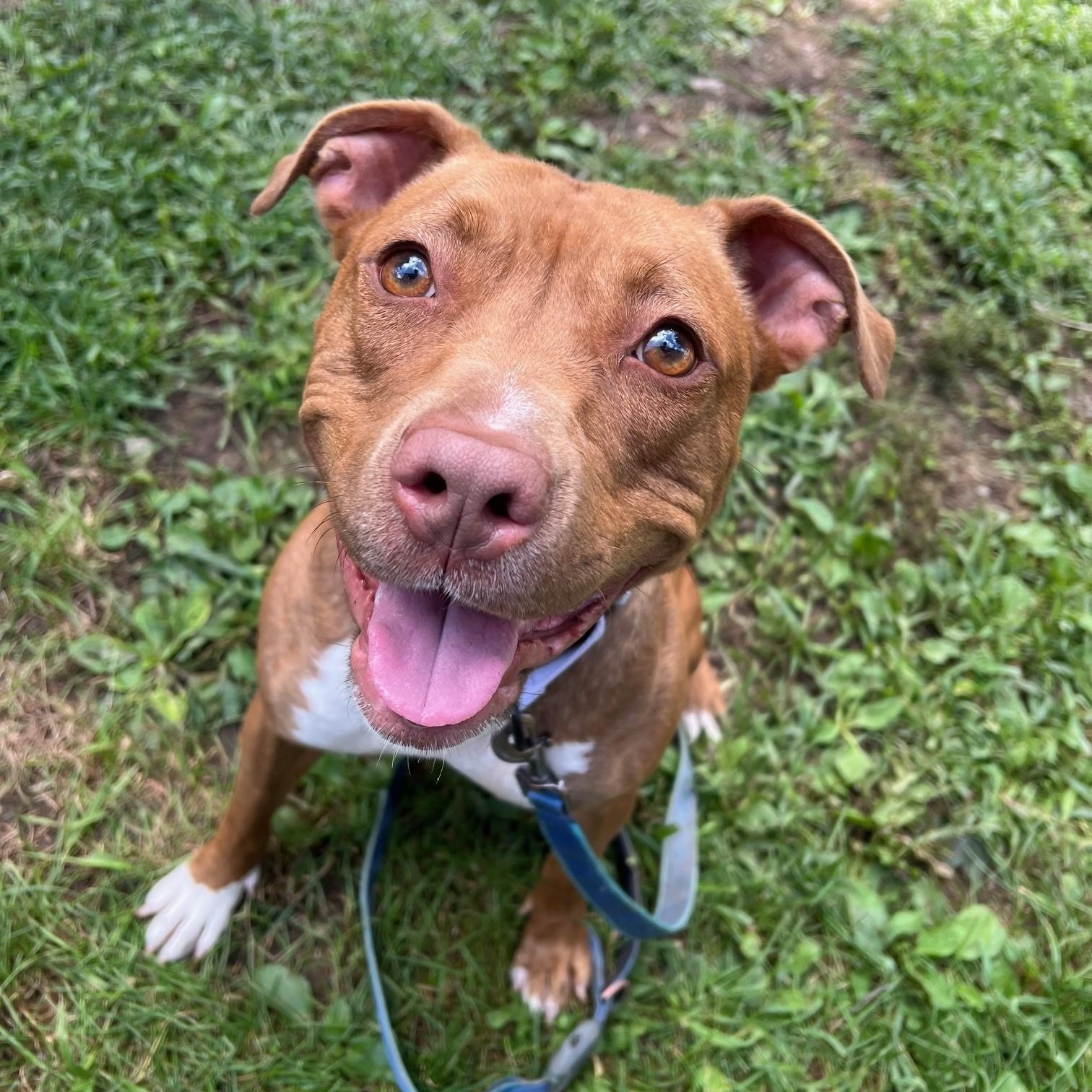 Enlarge Frannie - sweet little lovergirl!, an adoptable mixed breed in Oshkosh, WI image 4/6