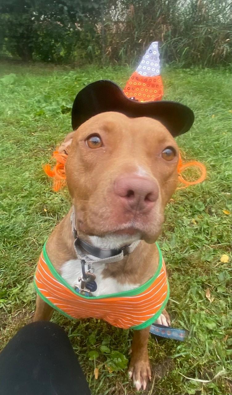 Enlarge Frannie - sweet little lovergirl!, an adoptable mixed breed in Oshkosh, WI image 5/6