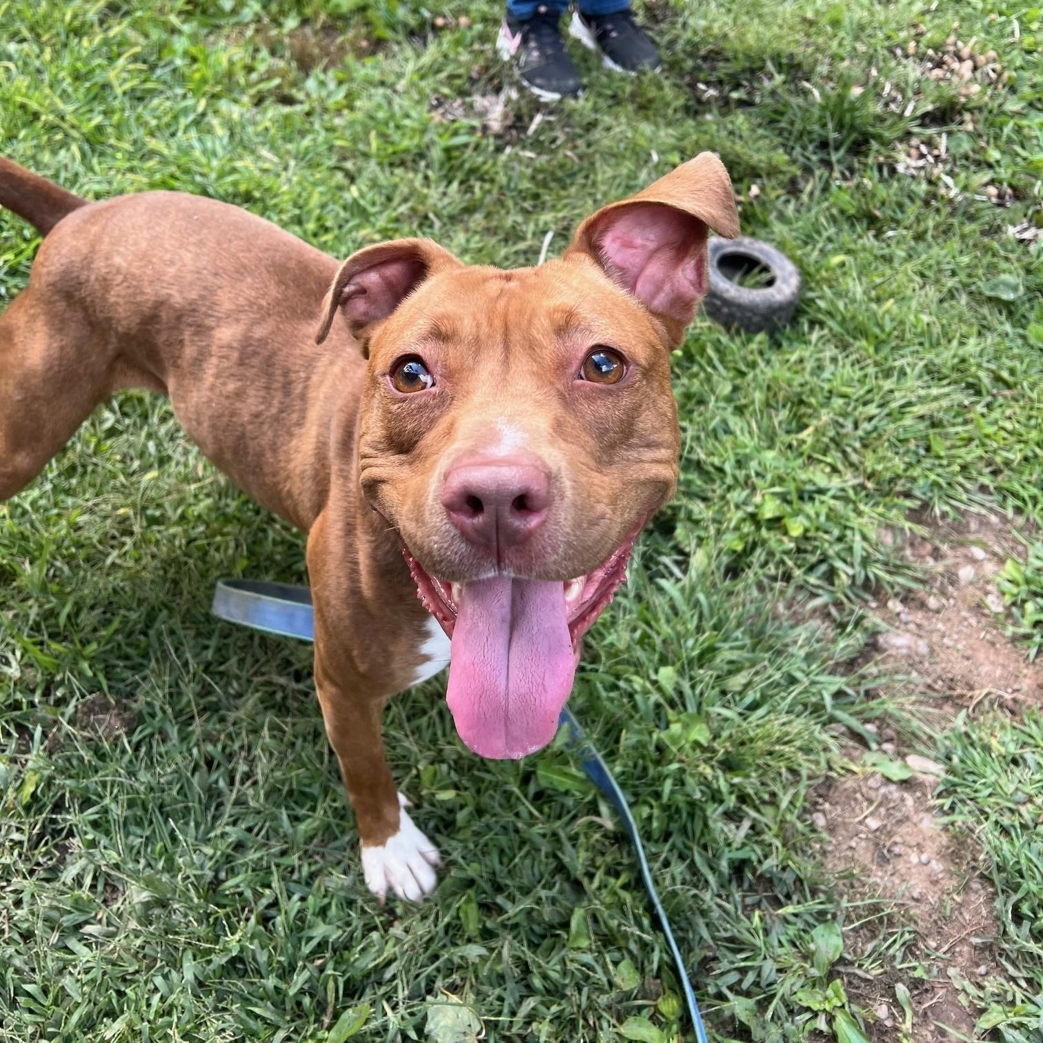 Enlarge Frannie - sweet little lovergirl!, an adoptable mixed breed in Oshkosh, WI image 6/6