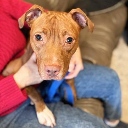 Enlarge Frannie - sweet little lovergirl!, an adoptable mixed breed in Oshkosh, WI image 2/6