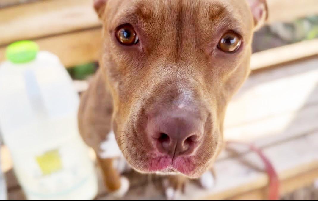 Frannie - sweet little lovergirl!, a Adoptable mixed breed in Oshkosh, WI image 6/6