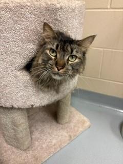 Frank, a ADOPTABLE Domestic Long Hair in Mason City, IA image 2/3