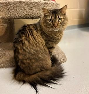 Frank, ADOPTABLE, Adult Male Domestic Long Hair.
