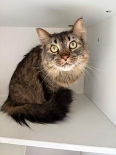 Frank, a ADOPTABLE Domestic Long Hair in Mason City, IA image 3/3
