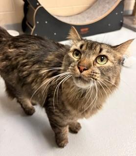 Frank, ADOPTABLE, Adult Male Domestic Long Hair.