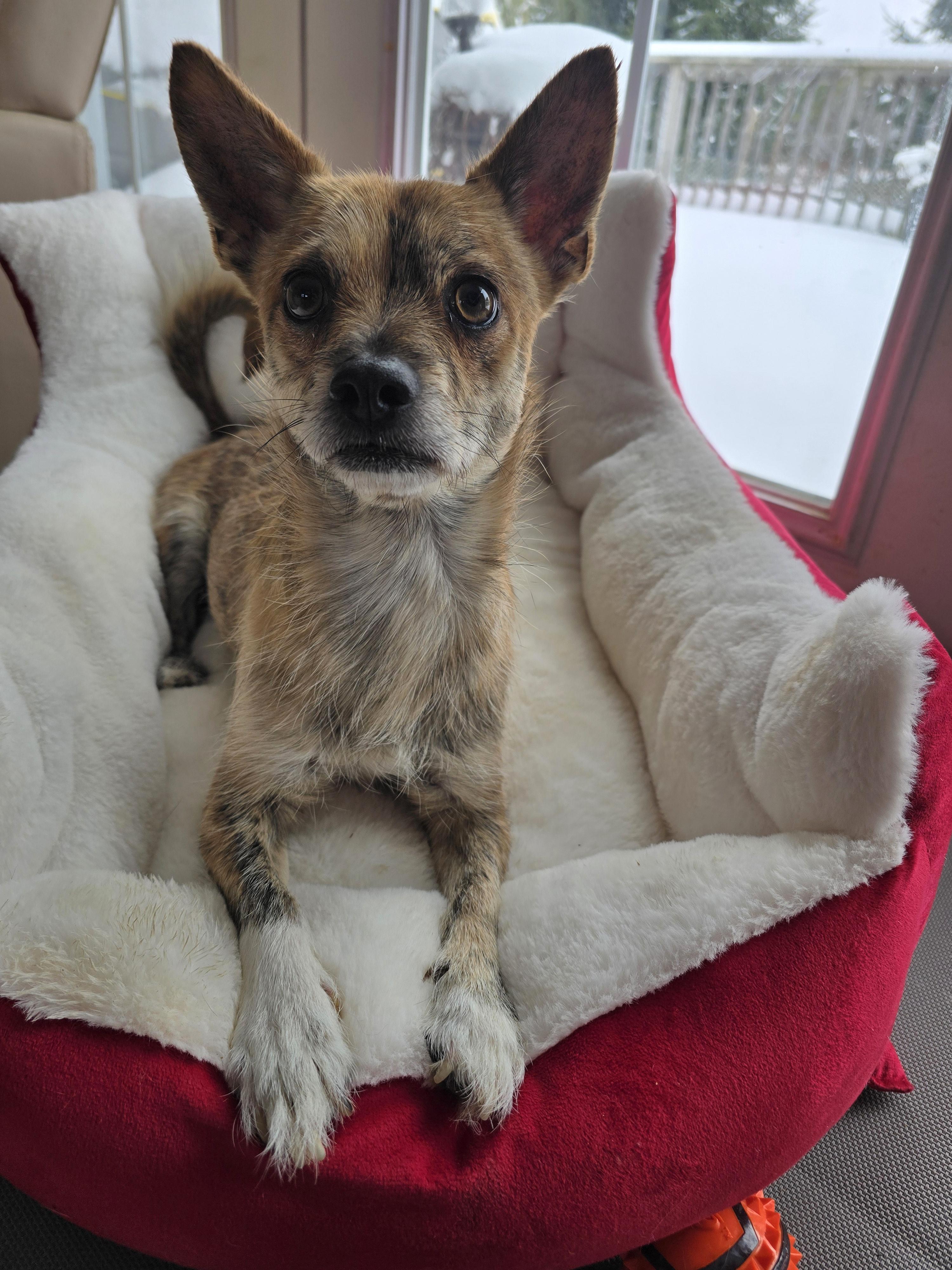 Jack, a Adoptable mixed breed in Chatsworth, ON image 1/2