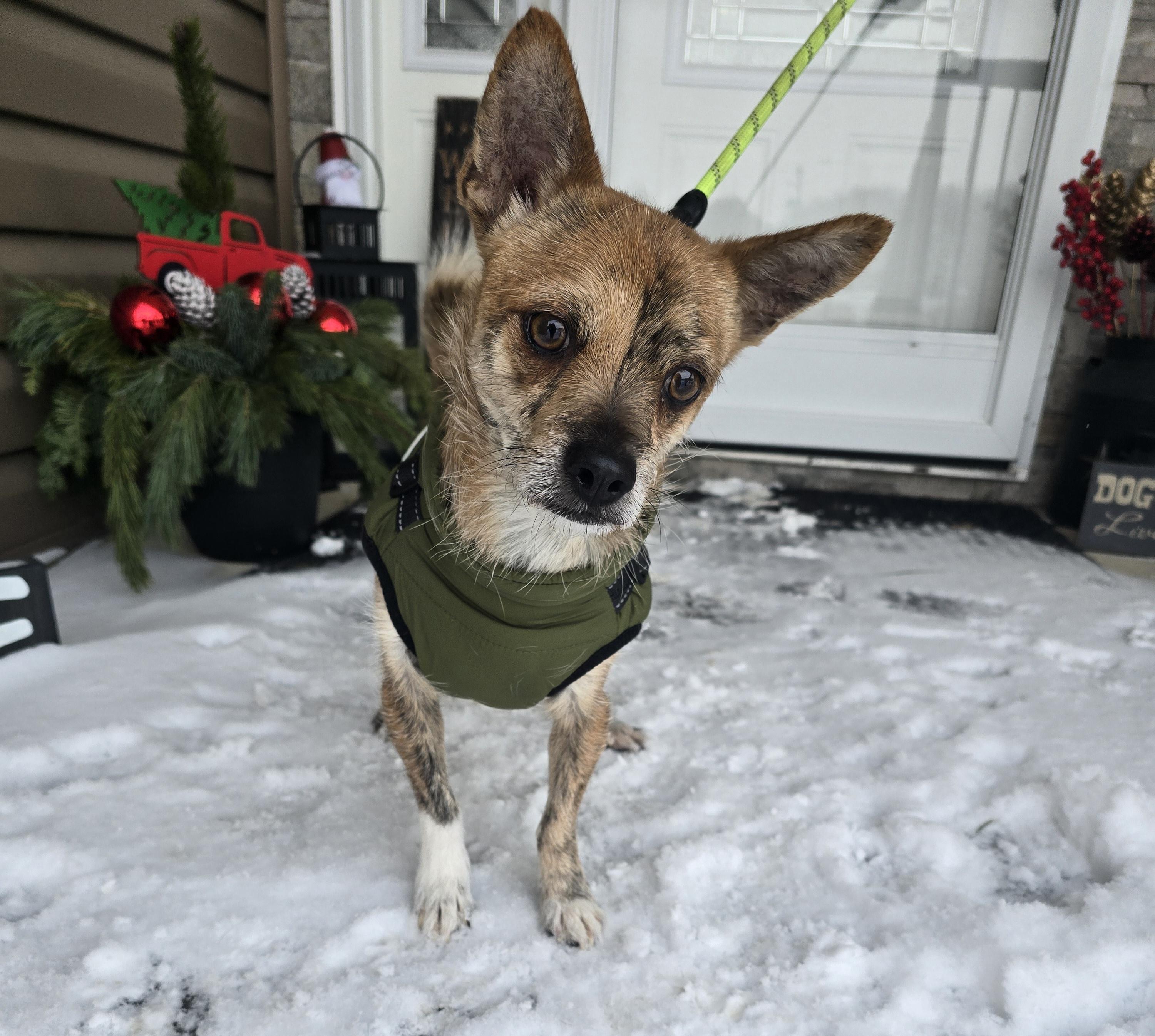 Jack, a Adoptable mixed breed in Chatsworth, ON image 2/2