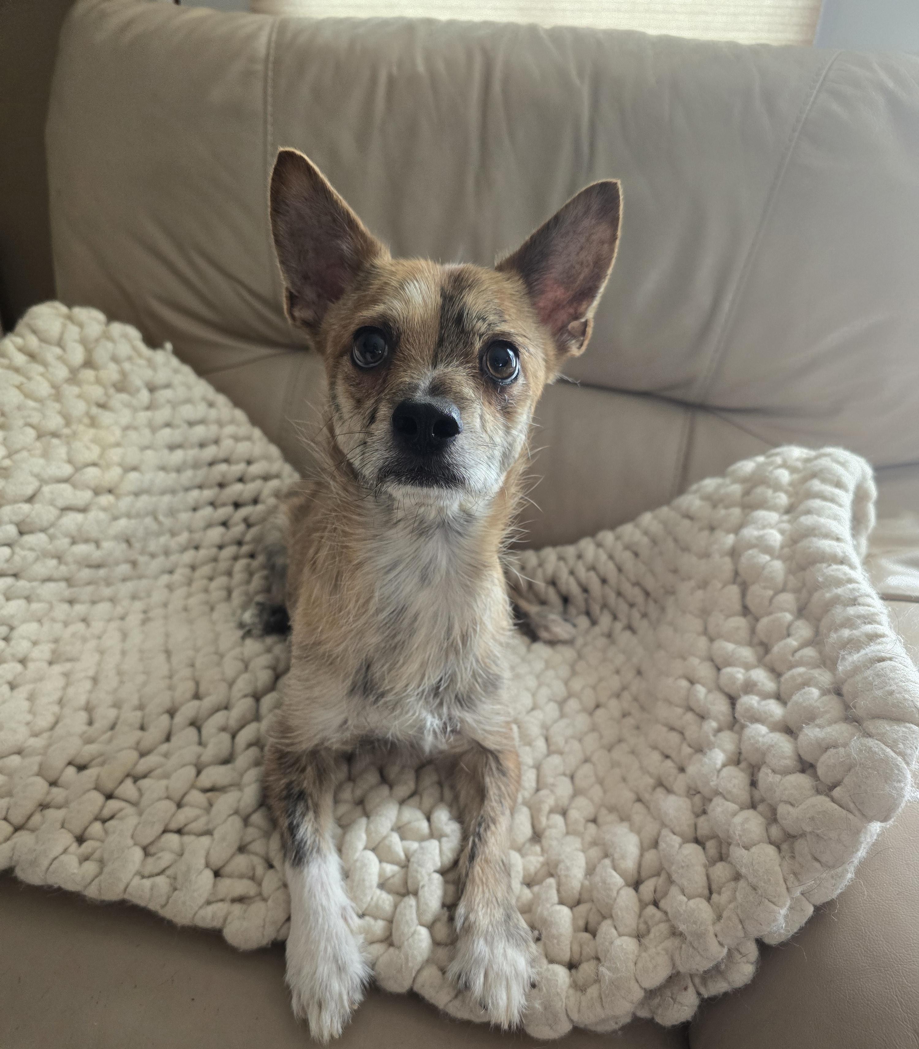 Jack, Adoptable, Adult Male Chihuahua.