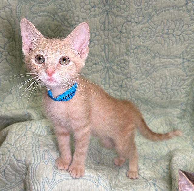260495 Duffy, Adopted, Kitten Male Domestic Short Hair.