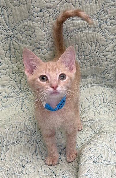 260495 Duffy, a Adopted Domestic Short Hair in Wetumpka, AL image 2/3