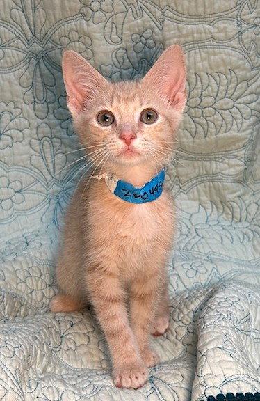 260495 Duffy, a Adopted Domestic Short Hair in Wetumpka, AL image 3/3