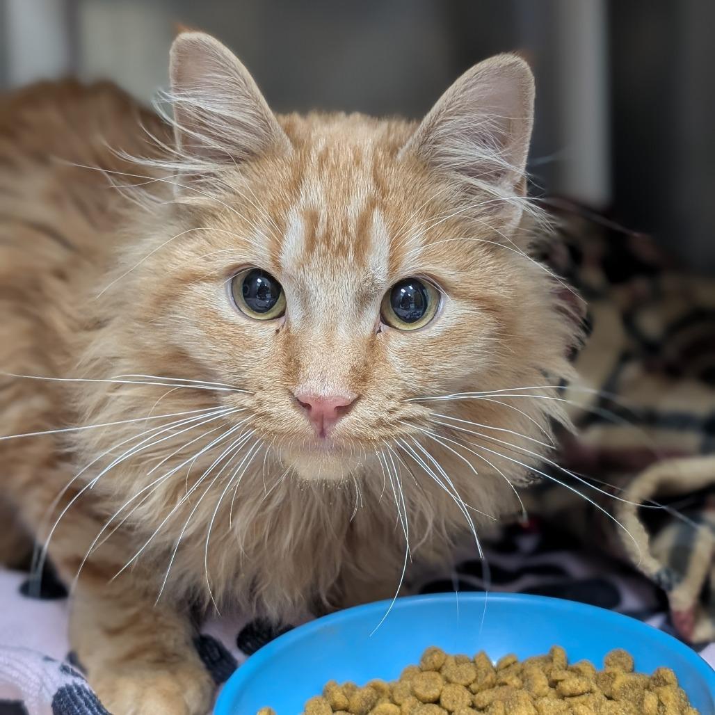 Chili, Adoptable, Kitten Male Domestic Long Hair.