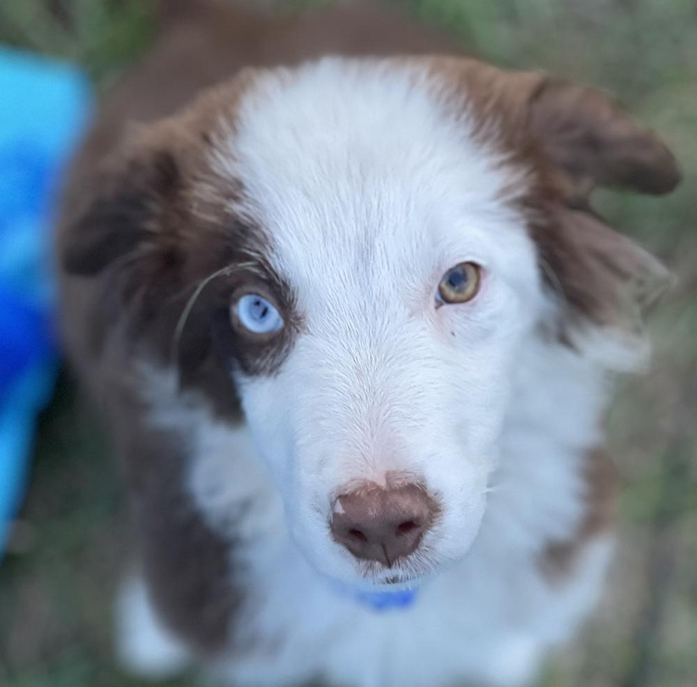 A Coop **available at offsite adoption event on Sunday, 11/23 * please read bio for info *