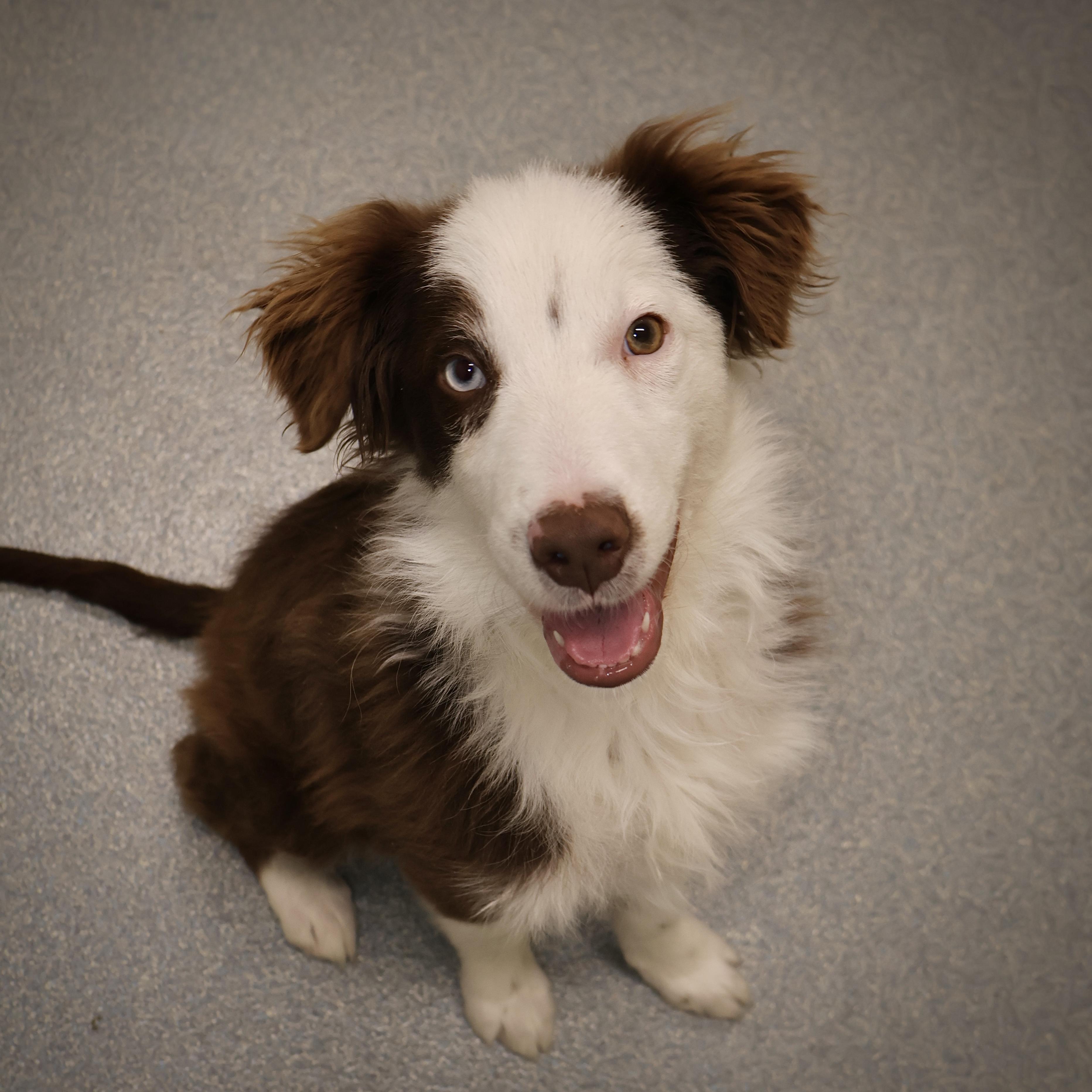 A Coop **available at offsite adoption event on Sunday, 11/23 * please read bio for info *