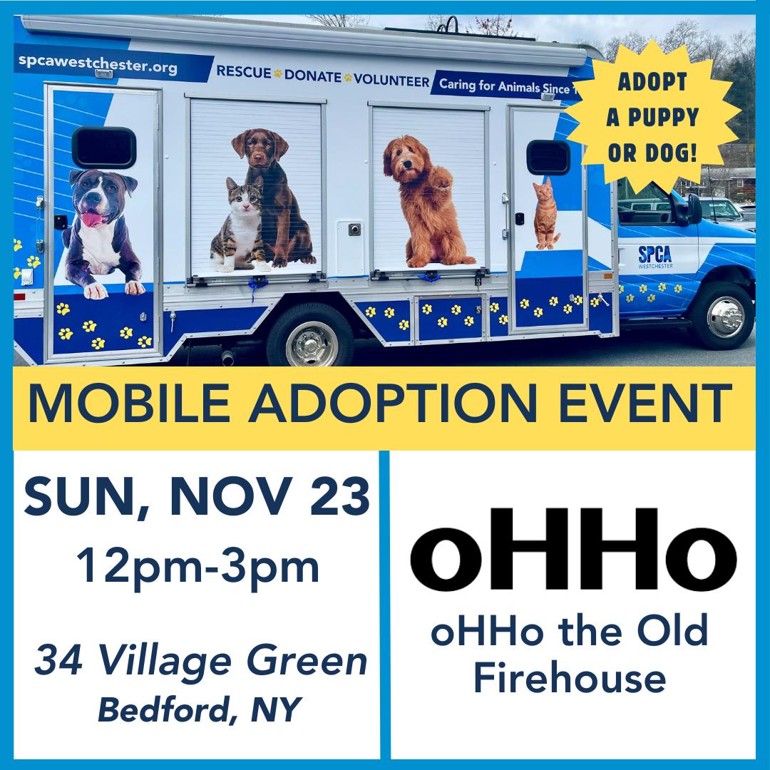 A Coop **available at offsite adoption event on Sunday, 11/23 * please read bio for info *