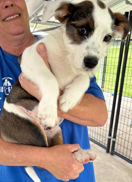 Enlarge Cream, a ADOPTABLE mixed breed in Harrison, AR image 2/2