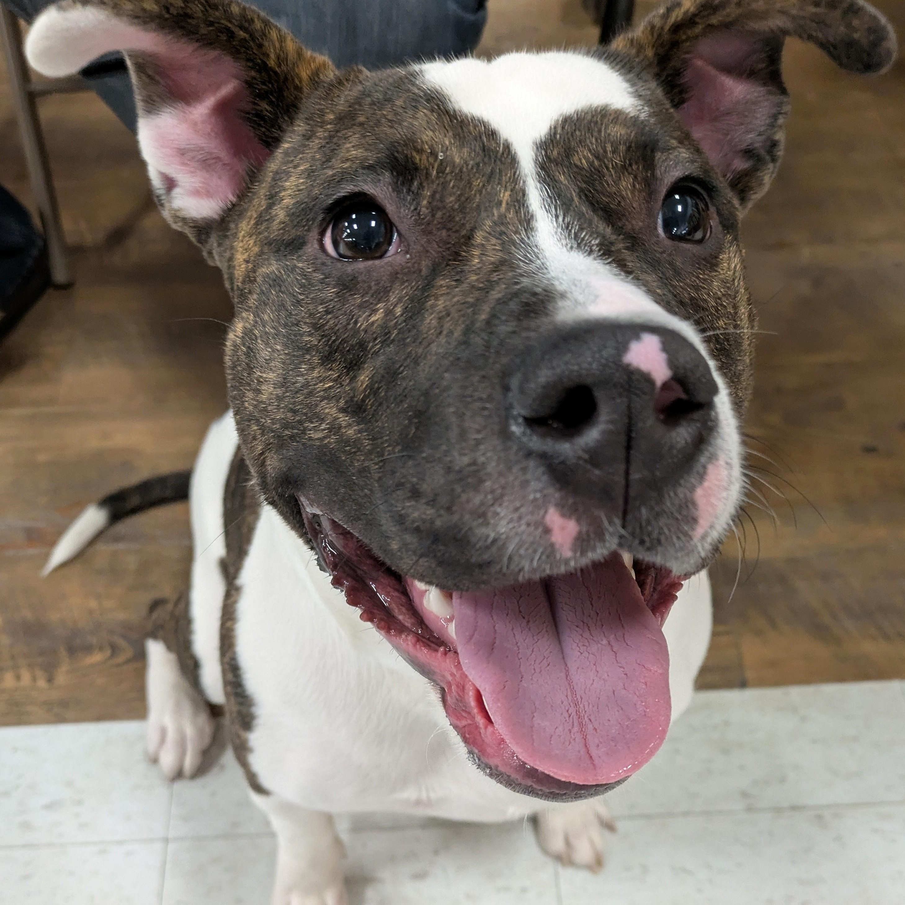 Enlarge Bojangles, a Adoptable mixed breed in Attica, MI image 5/6