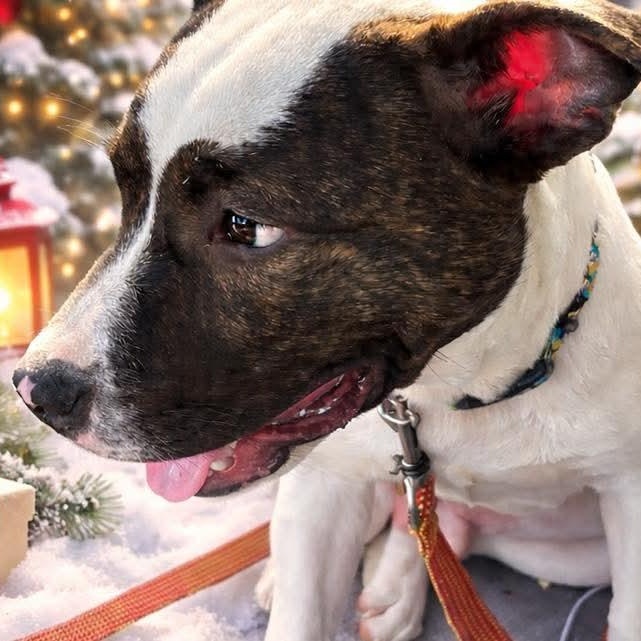 Enlarge Bojangles, a Adoptable mixed breed in Attica, MI image 4/4