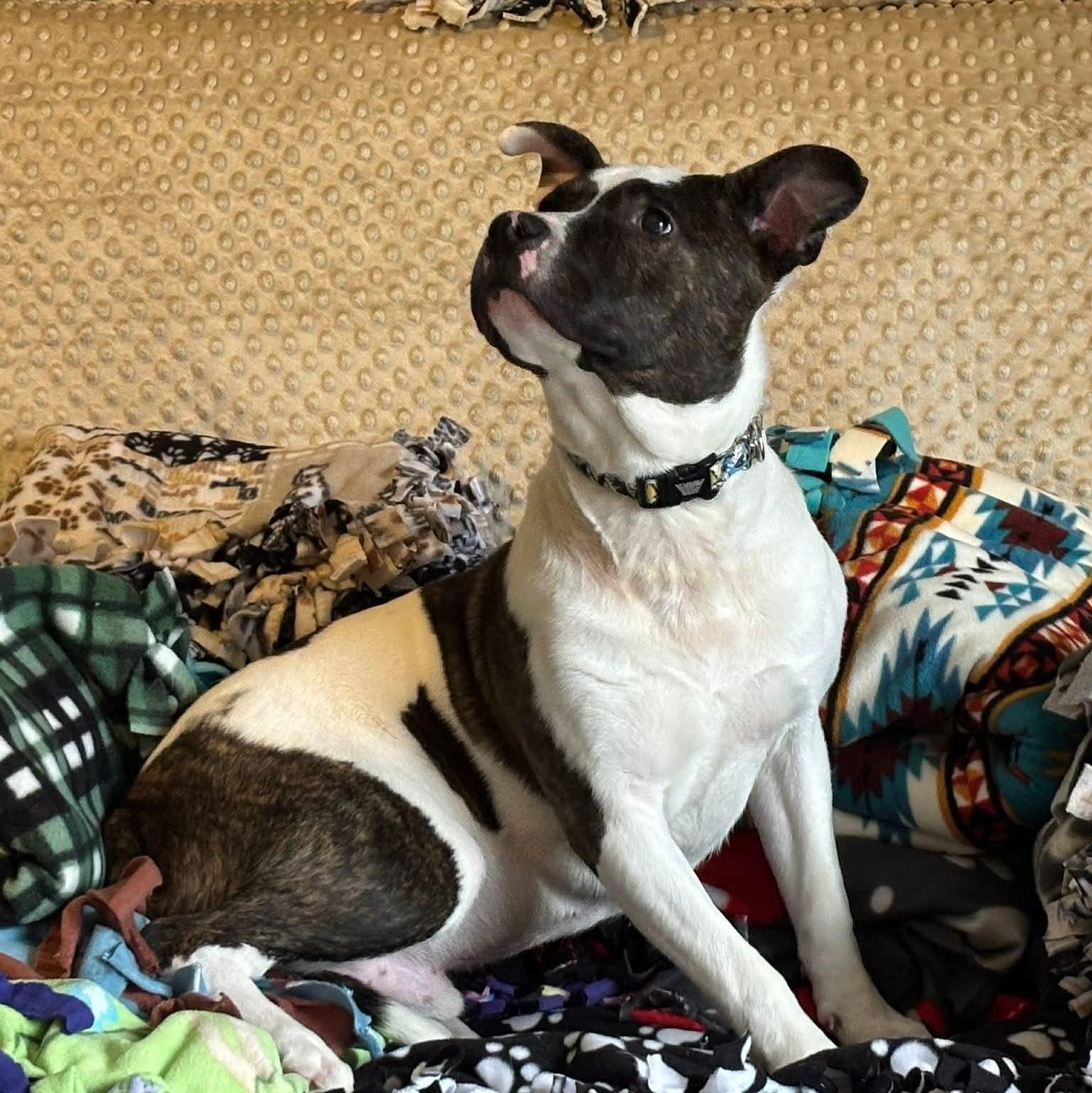 Enlarge Bojangles, a Adoptable mixed breed in Attica, MI image 1/4