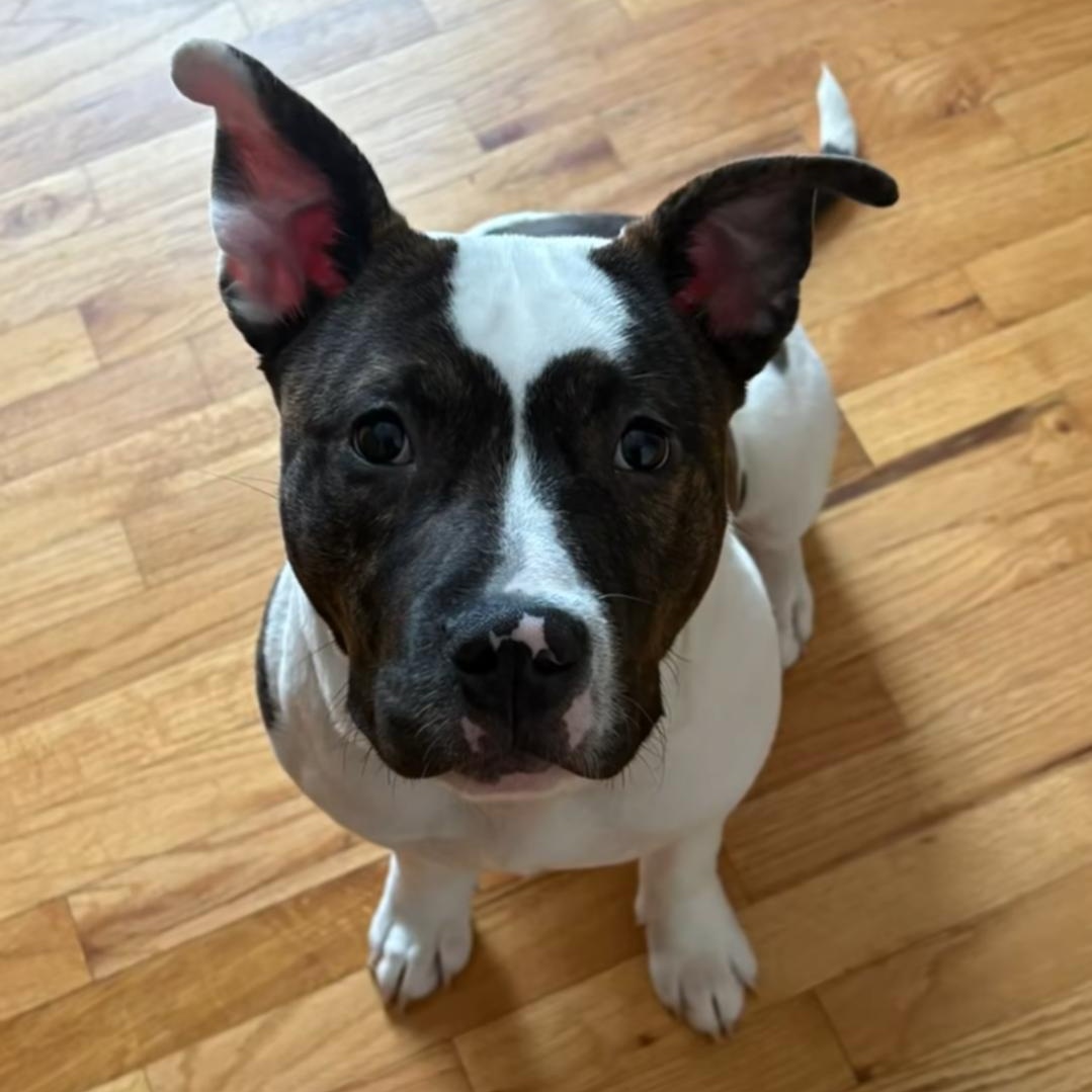 Enlarge Bojangles, a Adoptable mixed breed in Attica, MI image 2/4