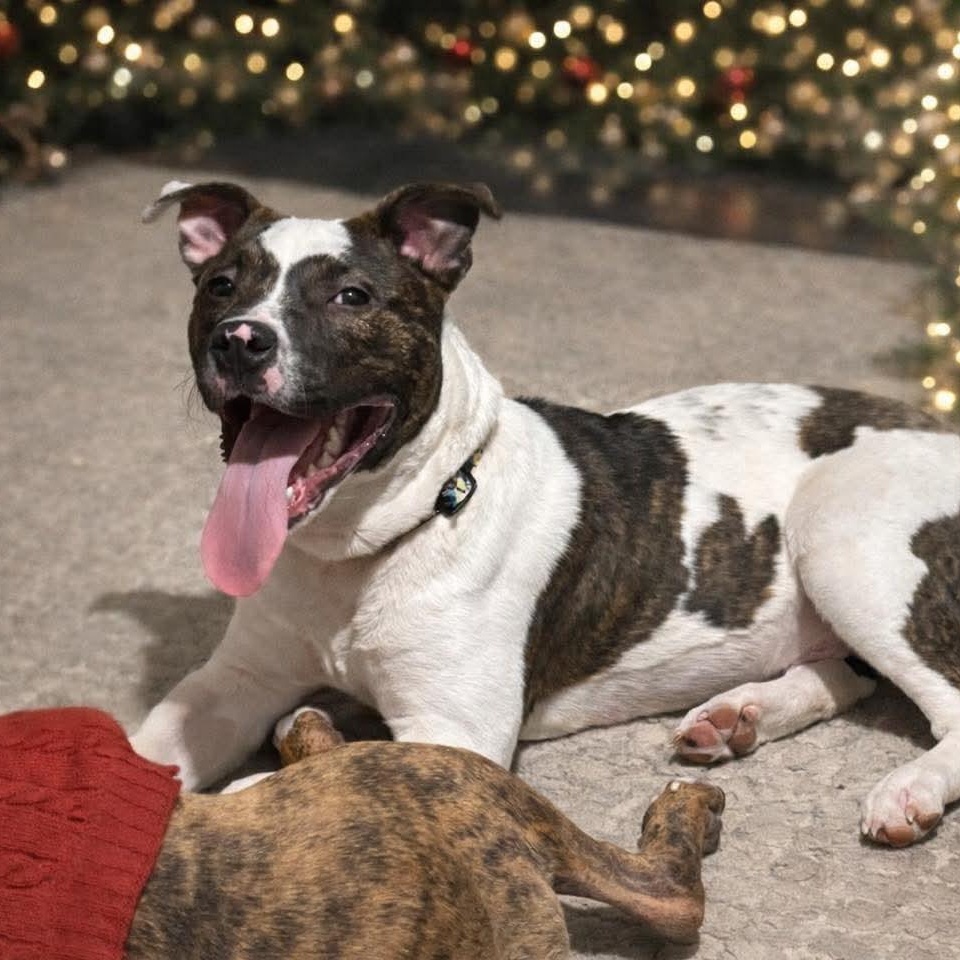 Enlarge Bojangles, a Adoptable mixed breed in Attica, MI image 3/4