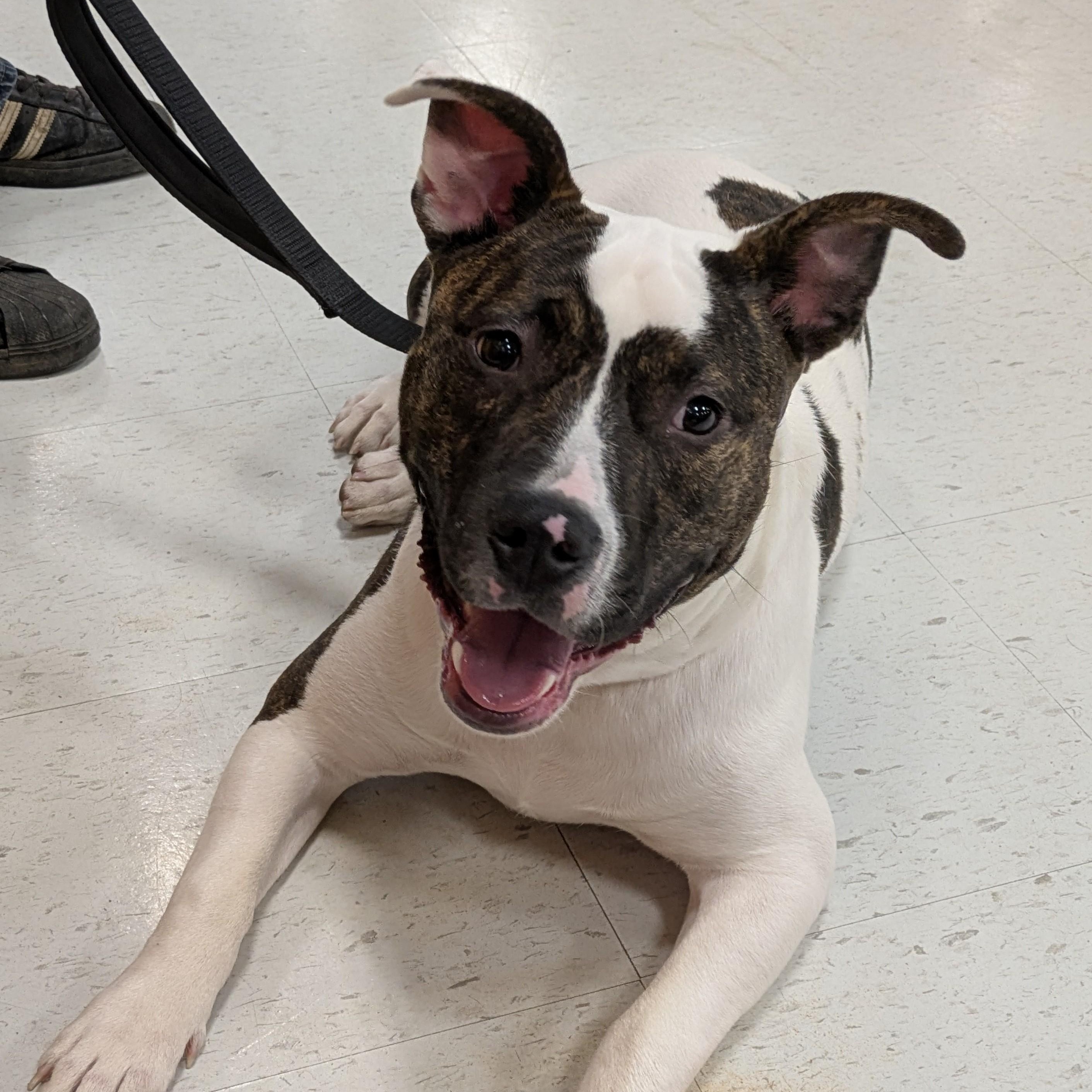 Enlarge Bojangles, a Adoptable mixed breed in Attica, MI image 2/6
