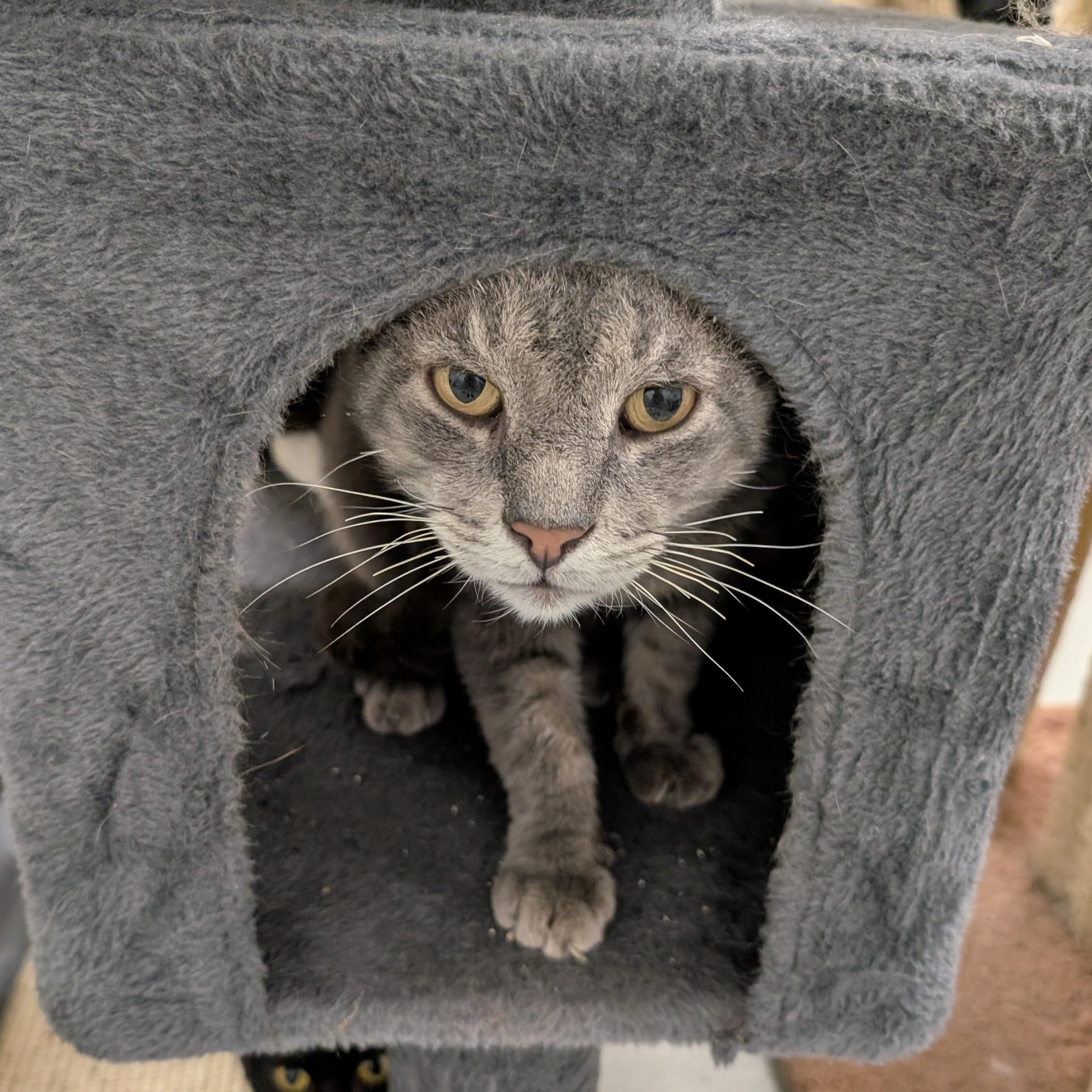 Tom, a Adoptable mixed breed in West Palm Beach, FL image 6/6