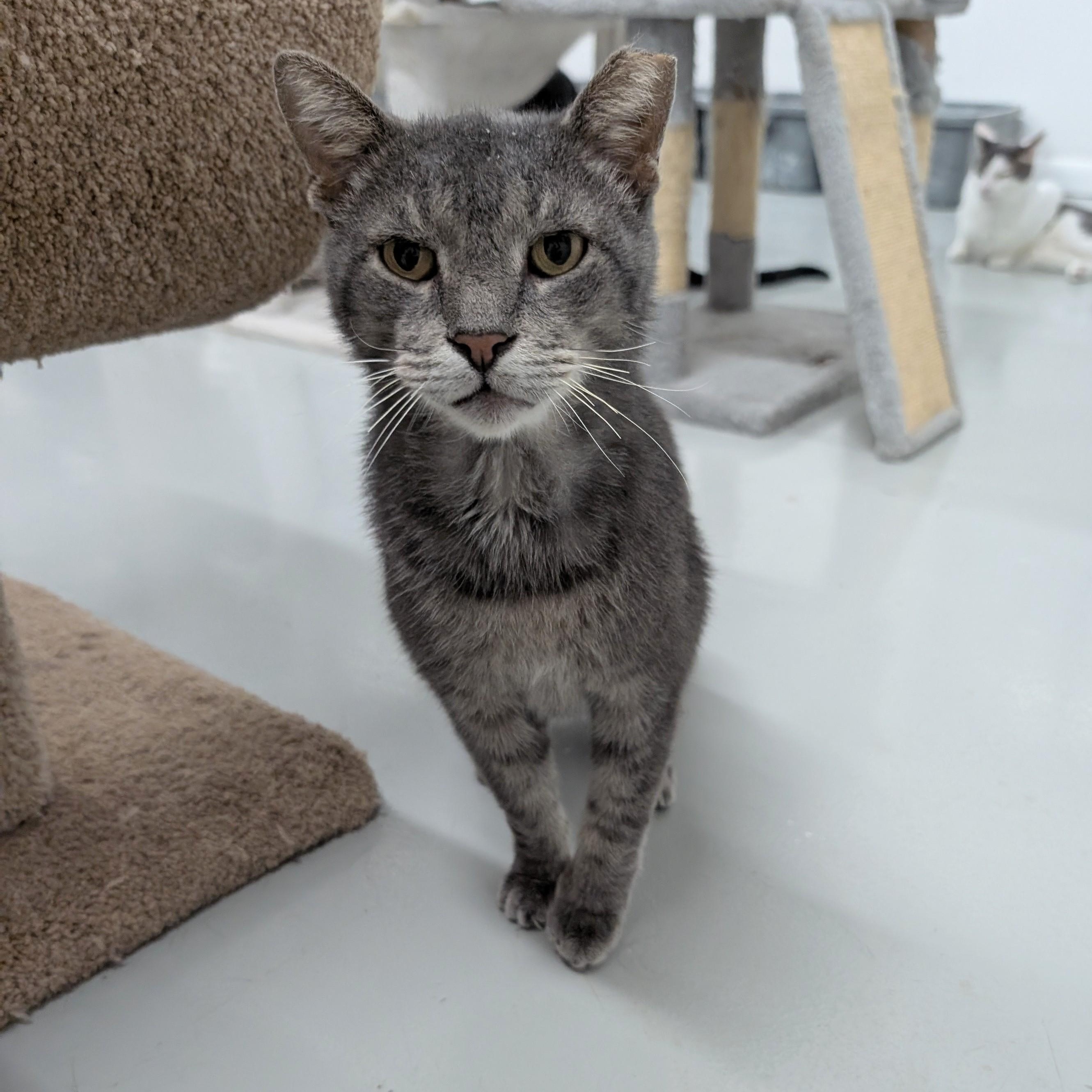 Tom, a Adoptable mixed breed in West Palm Beach, FL image 4/6