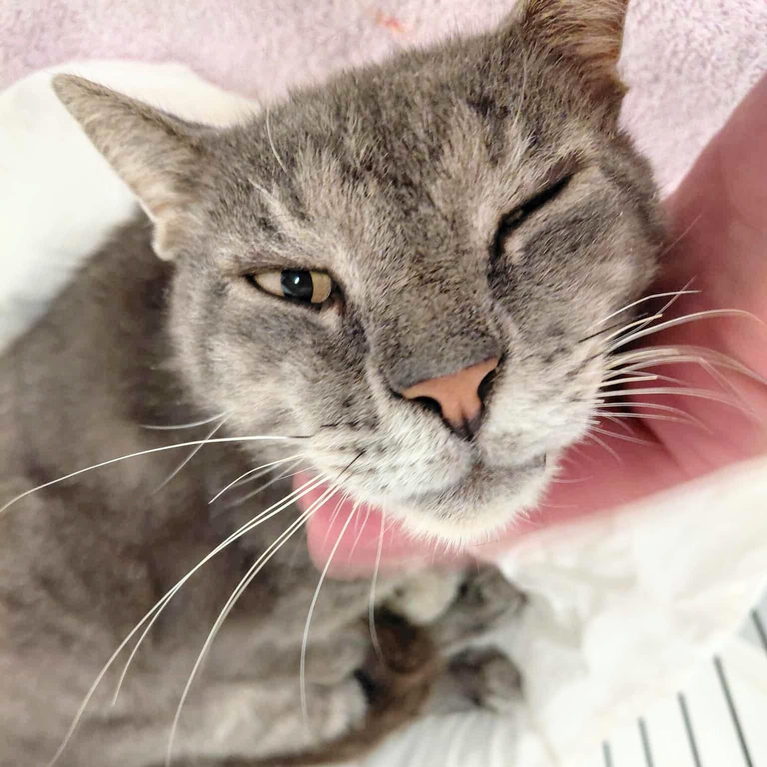 Tom, a Adoptable mixed breed in West Palm Beach, FL image 5/6