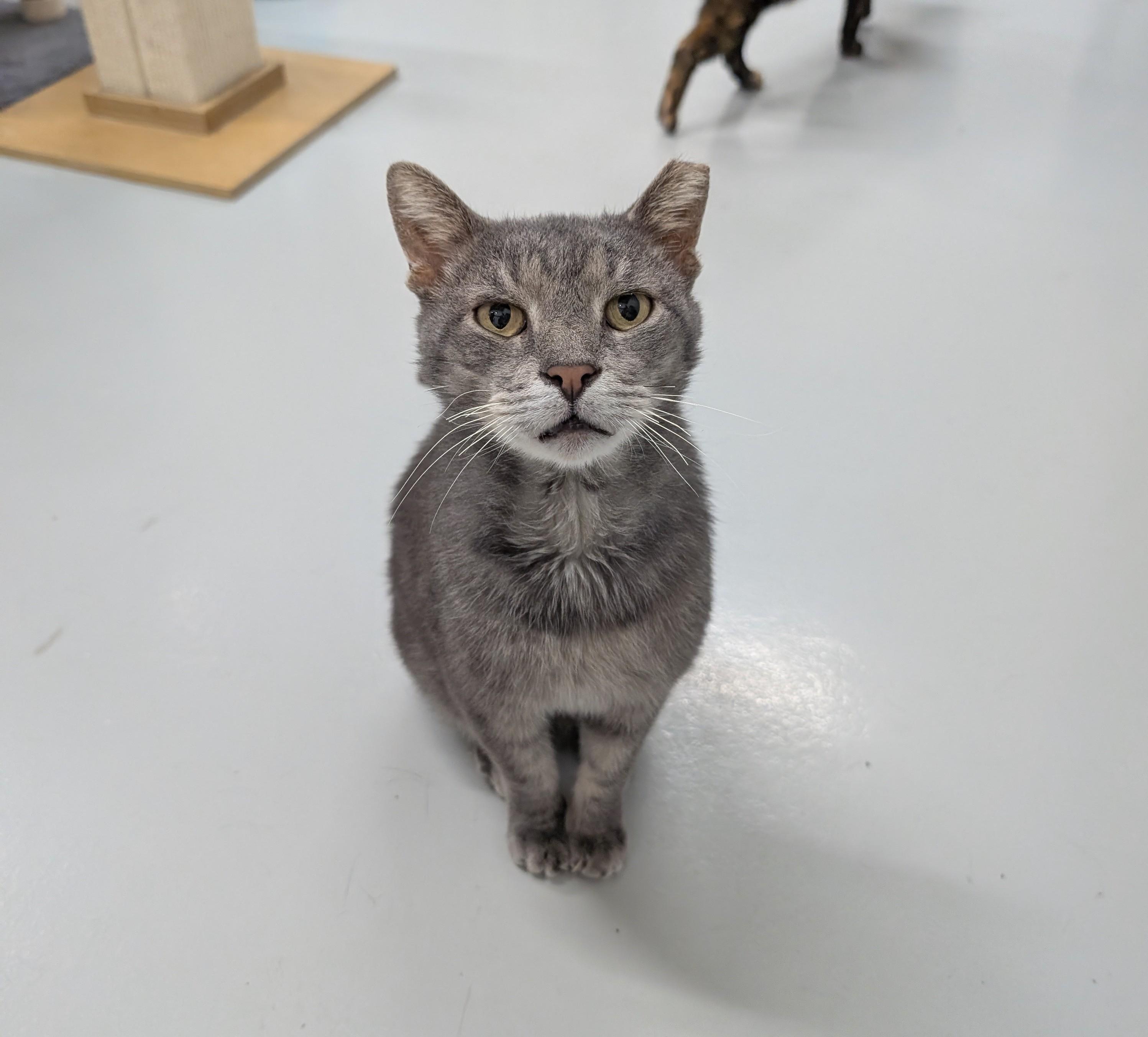 Tom, Adoptable, Senior Male American Shorthair & Domestic Short Hair.