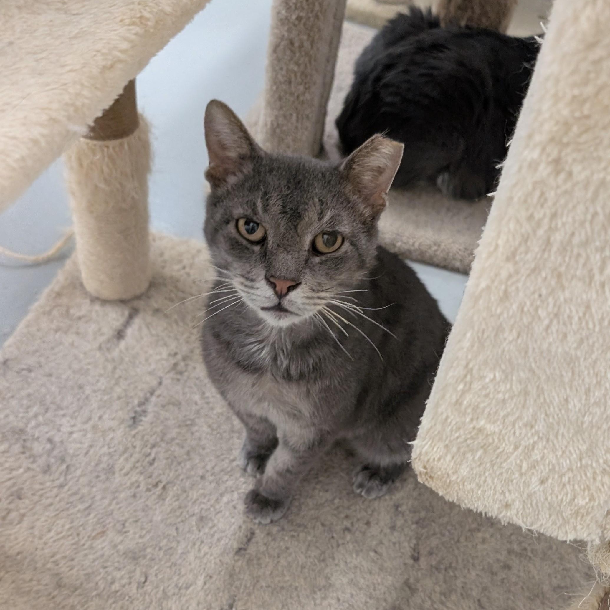 Tom, a Adoptable mixed breed in West Palm Beach, FL image 3/6