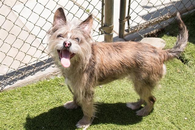 PUMPKIN, Adoptable, Young Male Terrier & Mixed Breed.